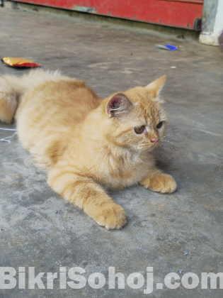 Persian cat female